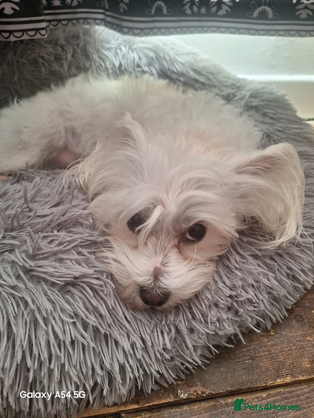 Maltipoo dogs for stud: First time stud for my baby  in Aberdeen - Advert 2