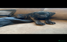 Cane Corso dogs for sale: 🐾 Beautiful Cane Corso Puppies – Ready Soon! 🐾 - Advert 6