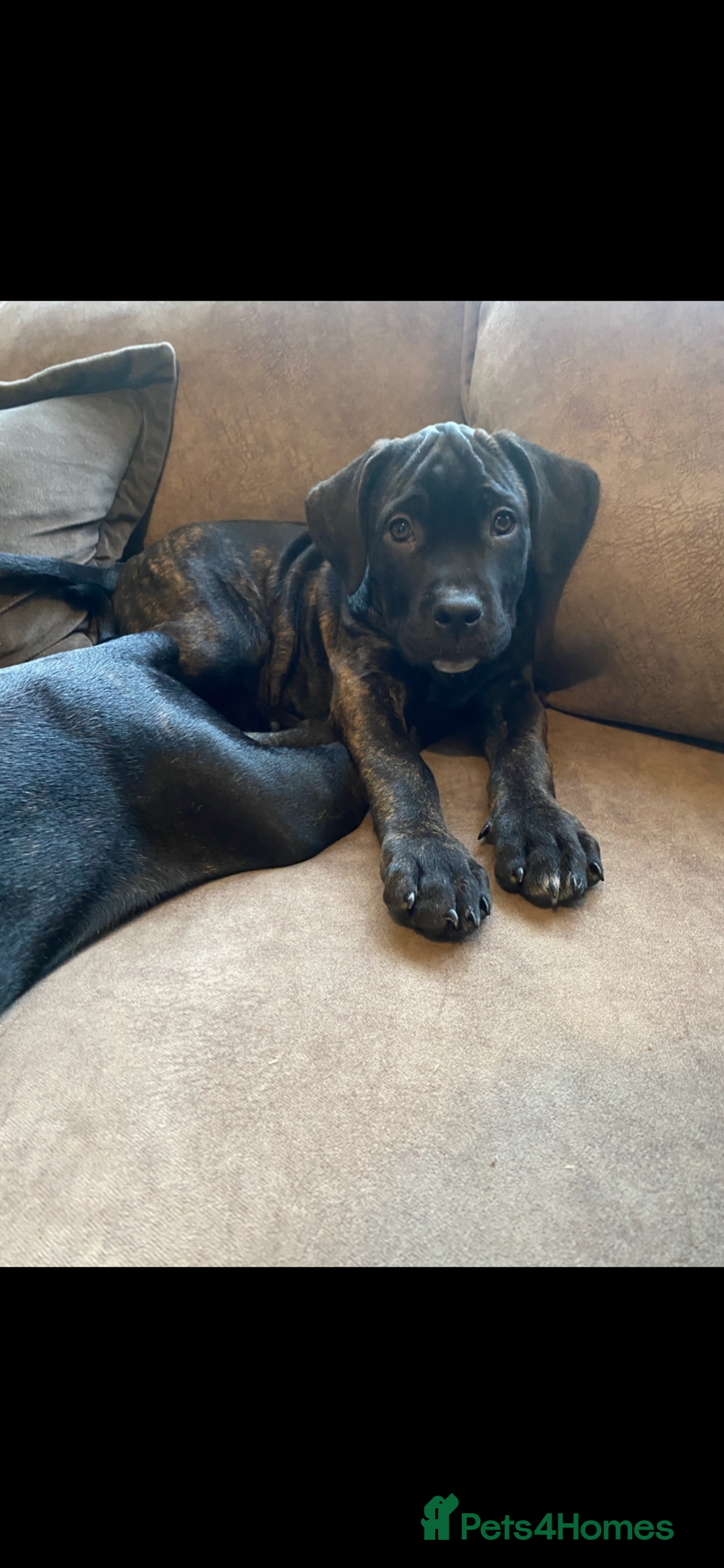 Cane Corso dogs for sale: 🐾 Beautiful Cane Corso Puppies – Ready Soon! 🐾 - Advert 6