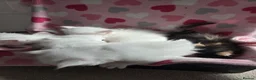 Maine Coon cats for sale: Maine coon Polydactyl  - Advert 23