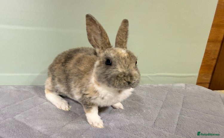 Rex rabbits - Advert 9