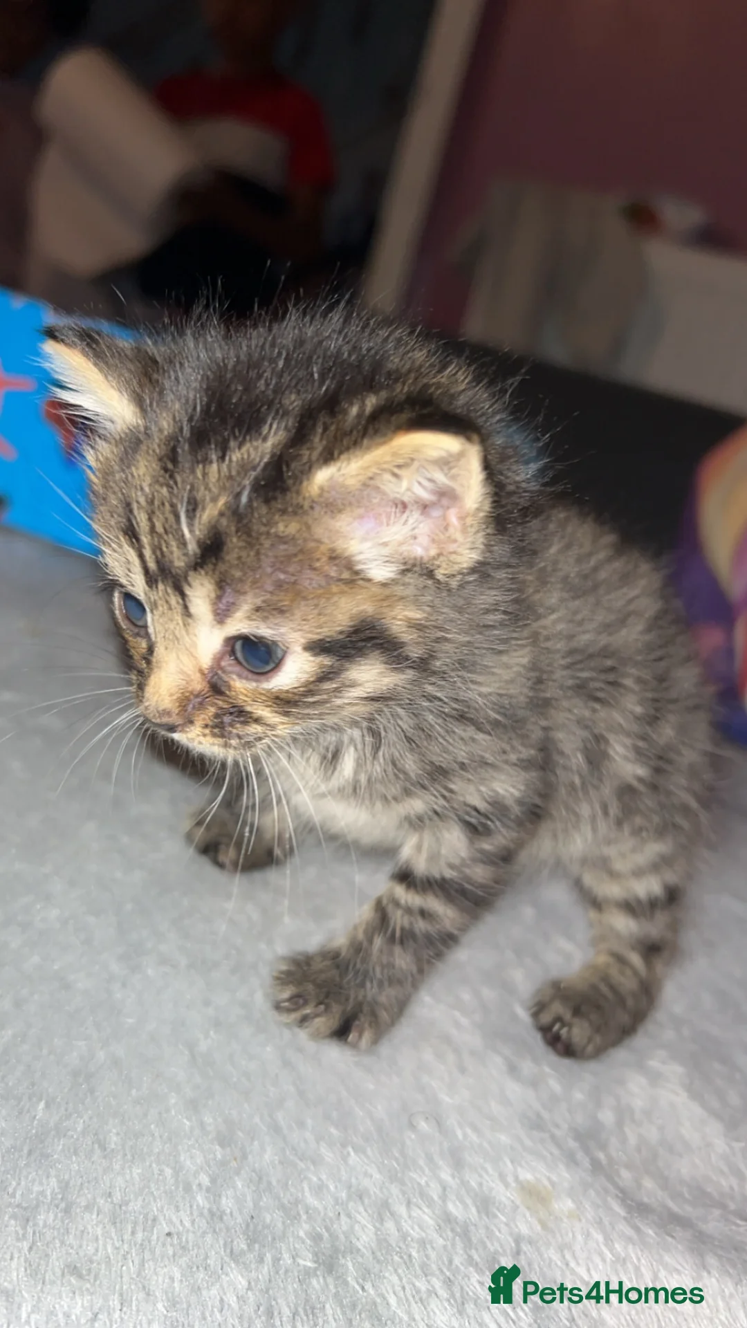 Mixed Breed cats for sale: Tabby and black kittens - Advert 2