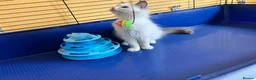 Ragdoll cats for sale: GCCF Сhampion Bloodline Ragdoll 5 GenPedigree 🏆🌟 - Advert 3