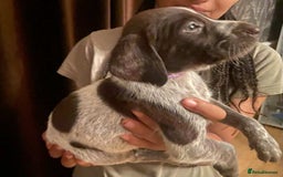 German Shorthaired Pointer dogs for sale: Stunning Litter of GSP puppies - Image 20