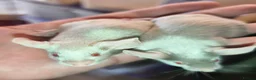 Mouse rodents for sale: Beautiful female mice in many colours  - Advert 8