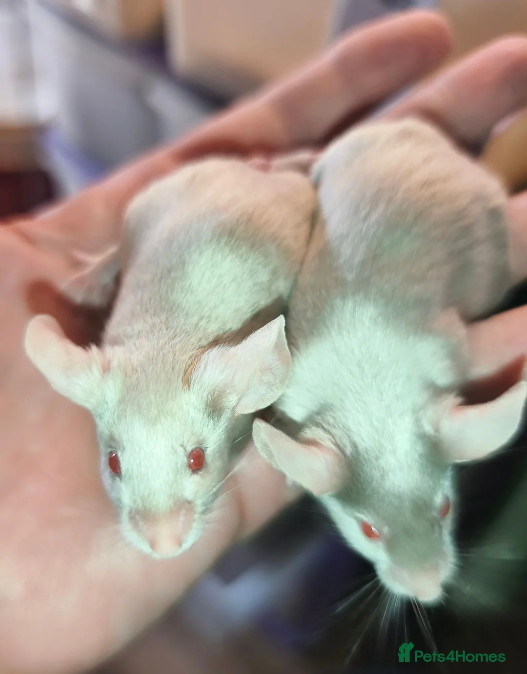 Mouse rodents for sale: Beautiful female mice in many colours  - Advert 8