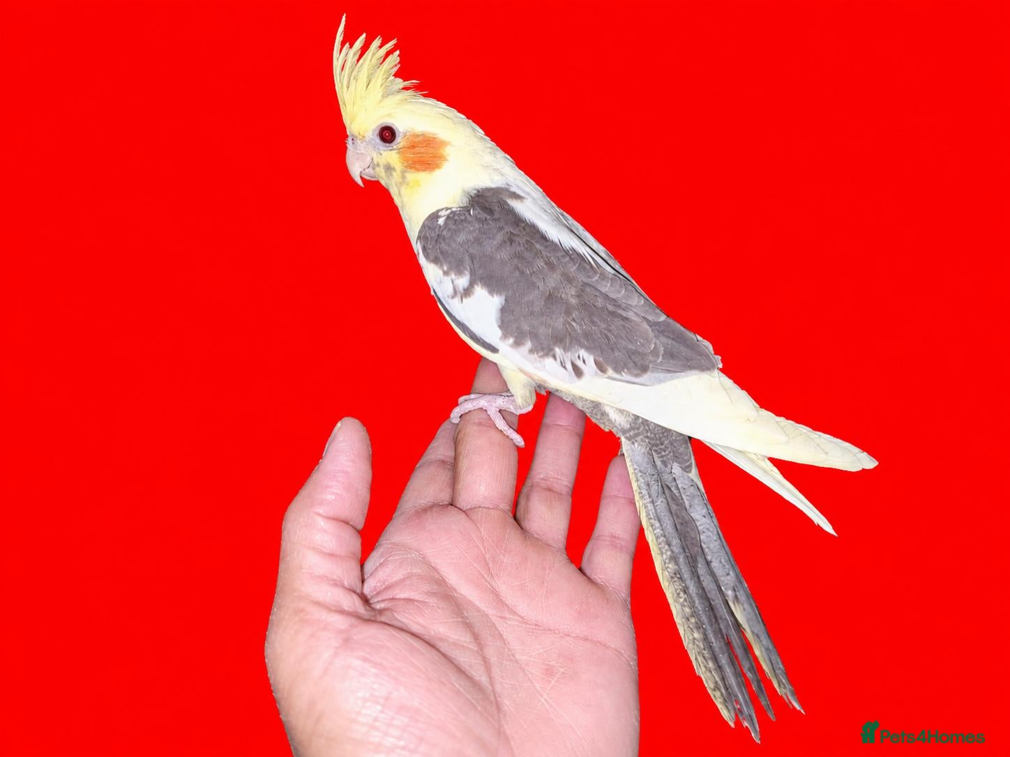 Cockatiels birds for sale: super silly hand tamed baby cockatiels  - Advert 18