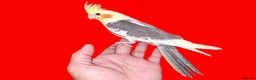 Cockatiels birds for sale: super silly hand tamed baby cockatiels  - Advert 6