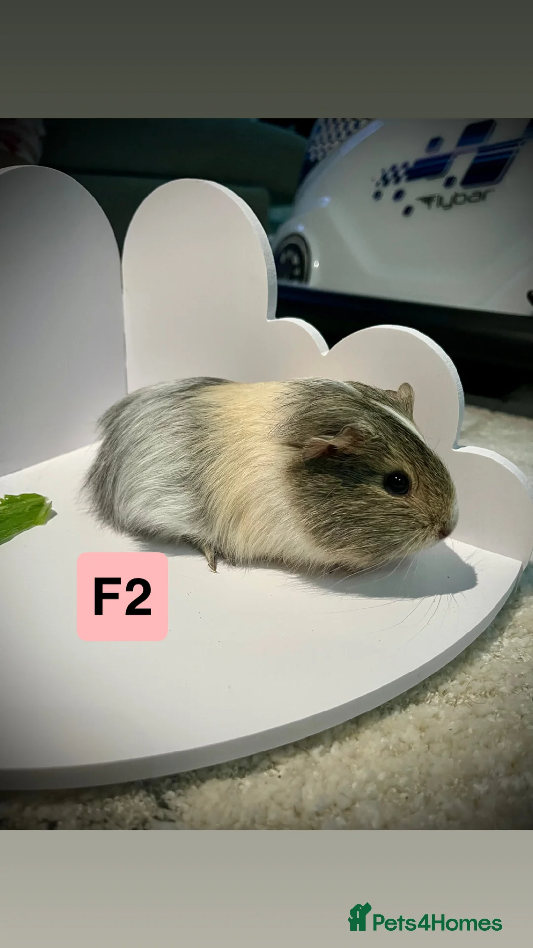 Guinea Pig rodents for sale: 3 baby guinea pigs  - Advert 5