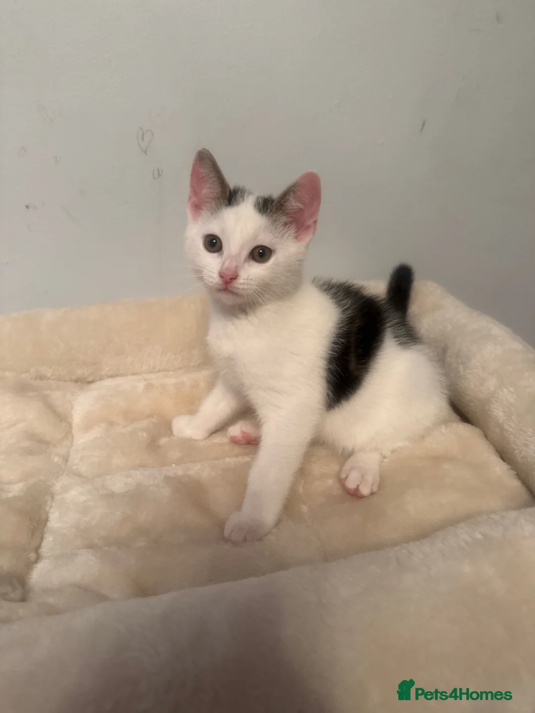 Domestic Shorthair cats for sale: Domestic shorthair male kittens - Advert 3