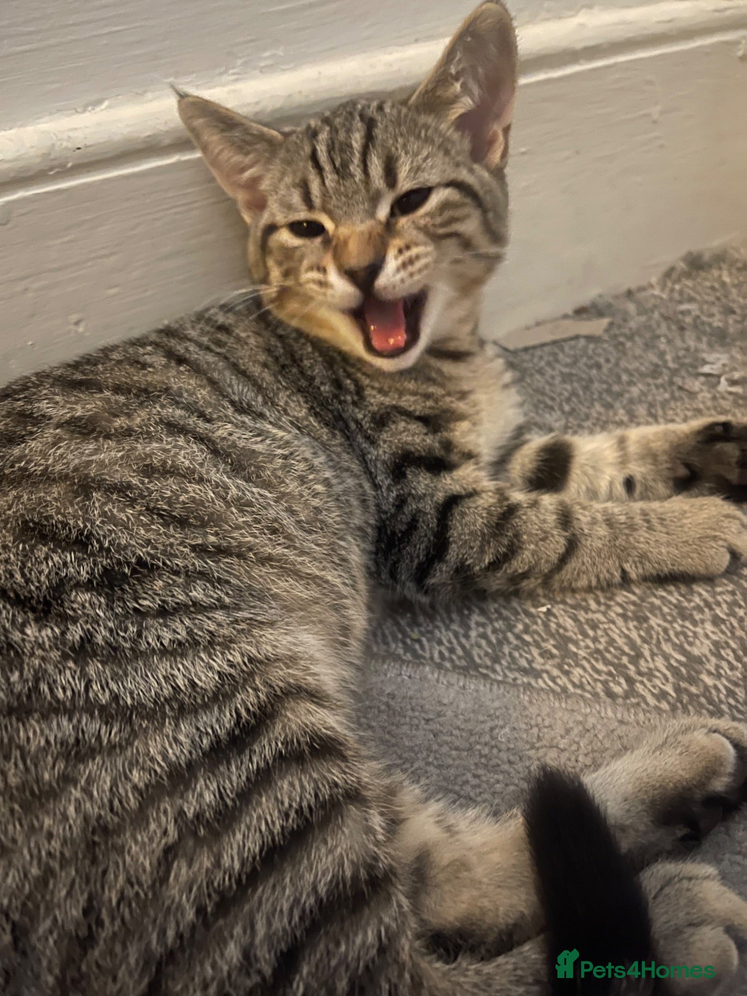 Mixed Breed cats Bengal×BritishShorthair Mixed Kittens- Male&Female - Advert 2