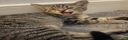 Mixed Breed cats for sale: Bengal×BritishShorthair Mixed Kittens- Male&Female - Advert 1
