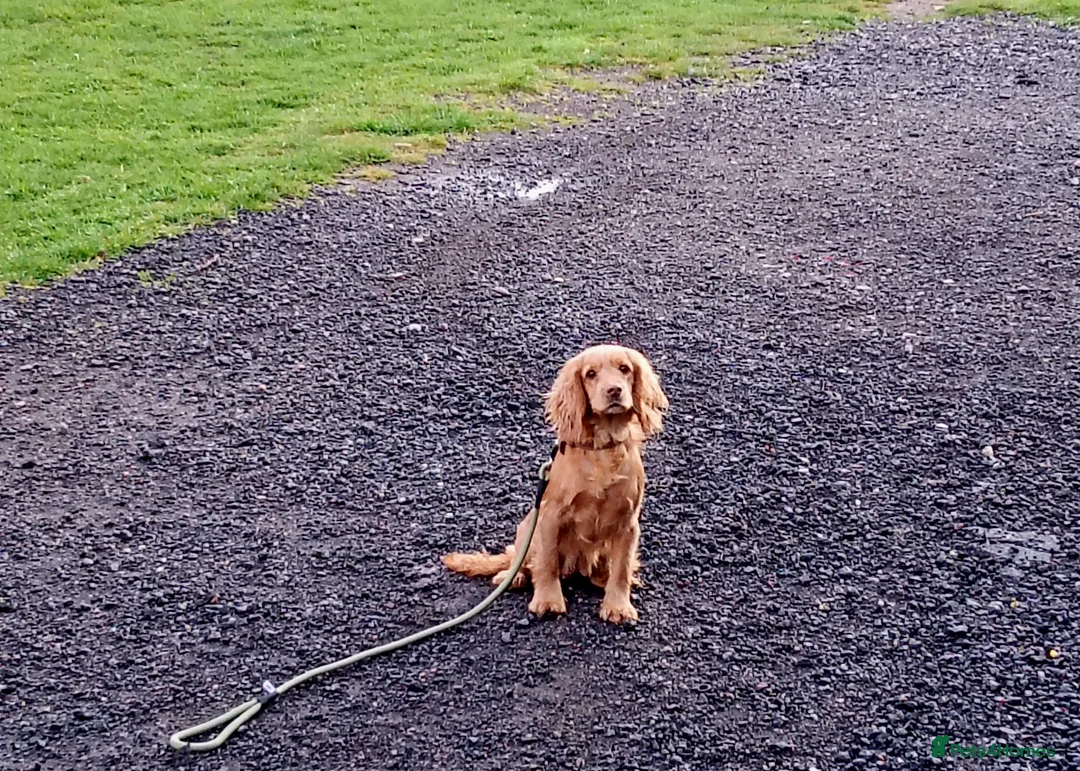 Cockapoo dogs for sale: Cockapoo puppies in Brierley Hill - Advert 1