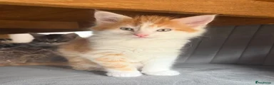 Maine Coon Kitten 2