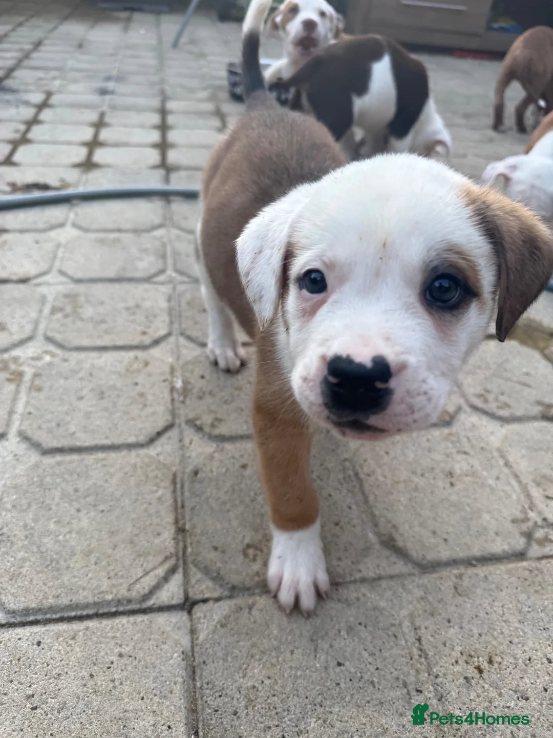 Mixed Breed dogs for sale: Old tyme American bullys - Advert 2