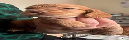Cocker Spaniel dogs for sale: Cocker Spaniel Puppies - Advert 7