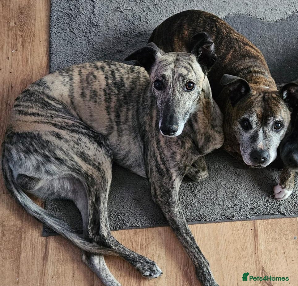Lurcher dogs Best pals Herbie & Meg want a loving home together - Advert 8