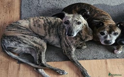 Lurcher dogs for adoption: Handsome Herbie wants a new forever home - Image 1