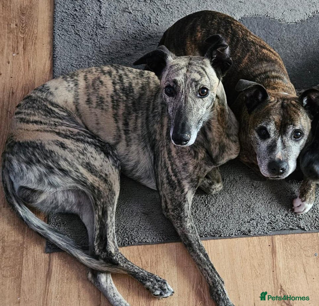 Lurcher dogs for adoption: Handsome Herbie wants a new forever home - Image 1