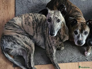 Lurcher dogs - Advert 42