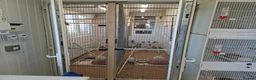 Budgerigars birds for sale: Exhibition Budgies for Sale  - Advert 4