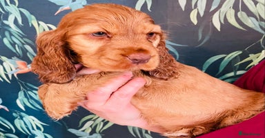 Cocker Spaniel dogs - Advert 1
