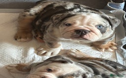 Olde English Bulldogge dogs for sale: Old English bulldog pups fluffy carriers❤️ - Image 29