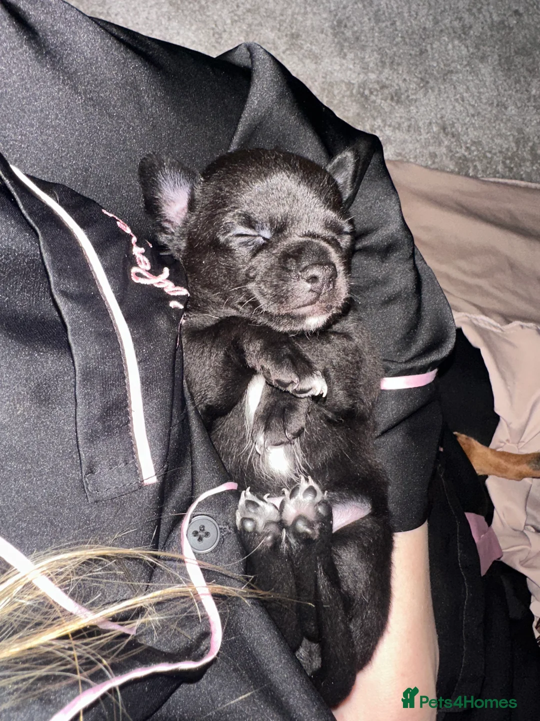 Chihuahua dogs for sale: Black chihuahua boy  - Advert 5