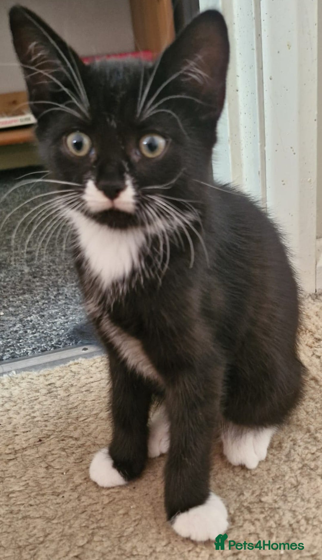 Mixed Breed cats for sale: 4 Beautiful Kittens - Image 17