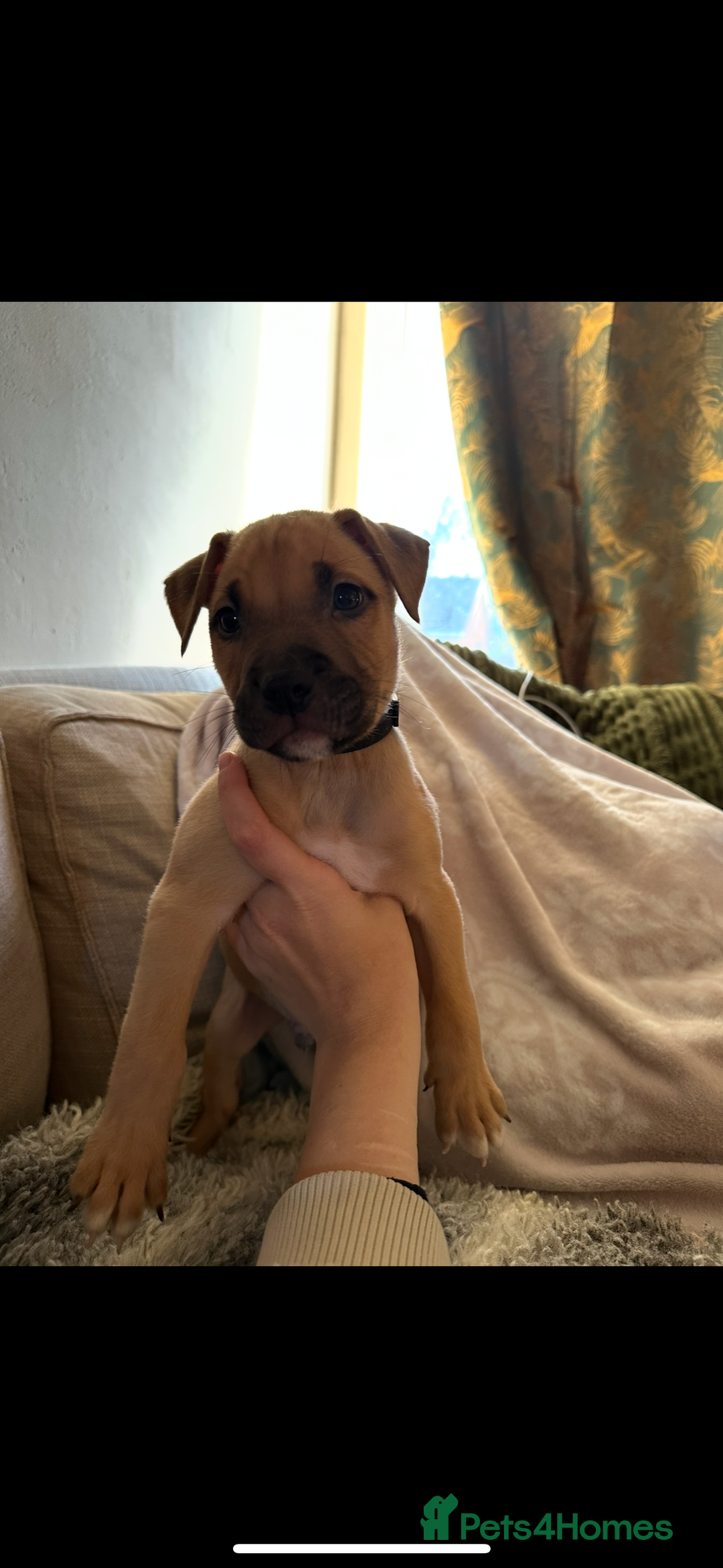 Mixed Breed dogs for sale: Staffie cross puppies  - Image 6