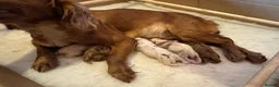 Cocker Spaniel dogs for sale: Working Cocker Spaniel Puppies  - Advert 14