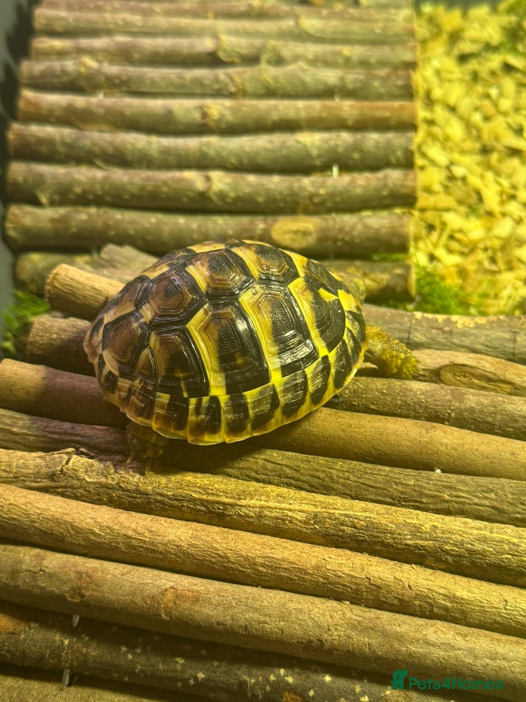 Hermann Tortoise reptiles for sale: Herman tortoises - Advert 1