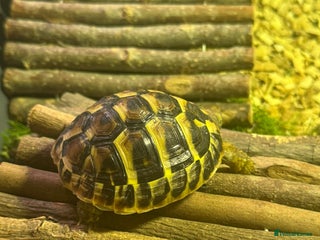 Hermann Tortoise reptiles Herman tortoises - Advert 2