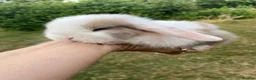 Mini Lop rabbits for sale: Beautiful pure breed mini lops - Advert 4