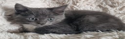Maine Coon cats for sale: MAINE COONE KITTENS POLYDACTYL&NON POLYDACTYL   - Advert 21
