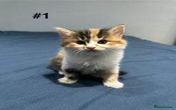 Mixed Breed cats for sale: 4 fluffy girls - Image 3
