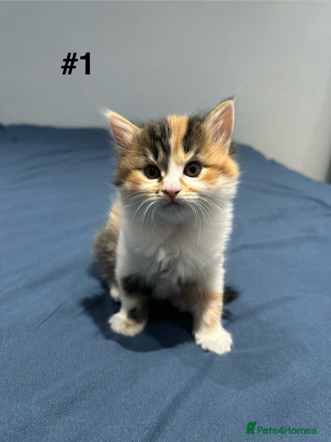 Mixed Breed cats for sale: 4 fluffy girls - Image 3