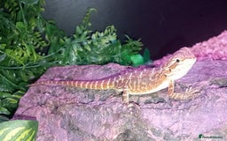 Bearded Dragon reptiles for sale: 8 Week Old Baby Bearded Dragon With Full Set Up - Image 1