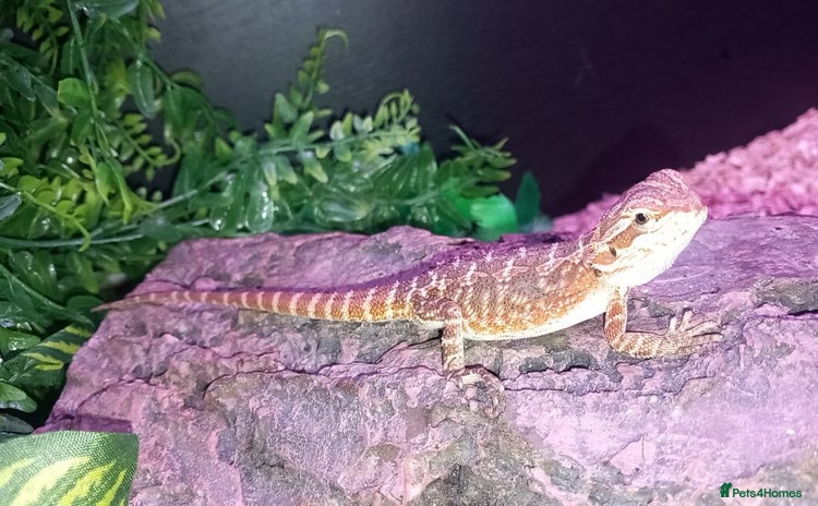 Bearded Dragon reptiles - Advert 15