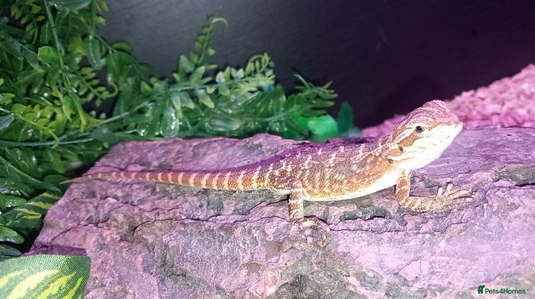 Bearded Dragon reptiles for sale: 8 Week Old Baby Bearded Dragon With Full Set Up - Image 1