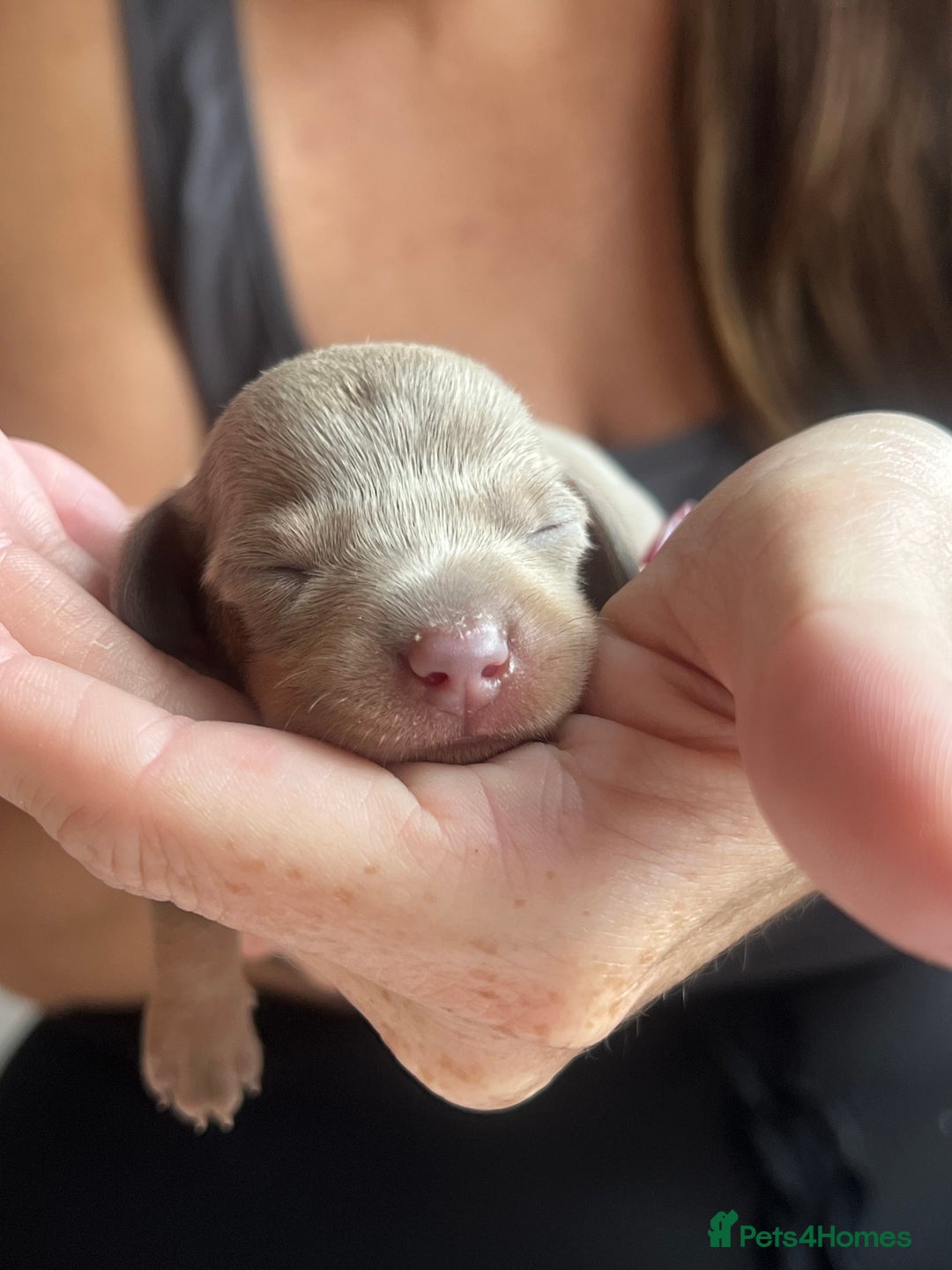 Miniature Dachshund dogs for sale: Beautiful litter of miniature dachshund  - Advert 31