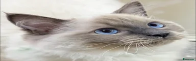 Ragdoll 1
