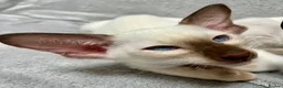 Oriental cats for sale: Exceptional show quality Orientals and Siamese  - Advert 22