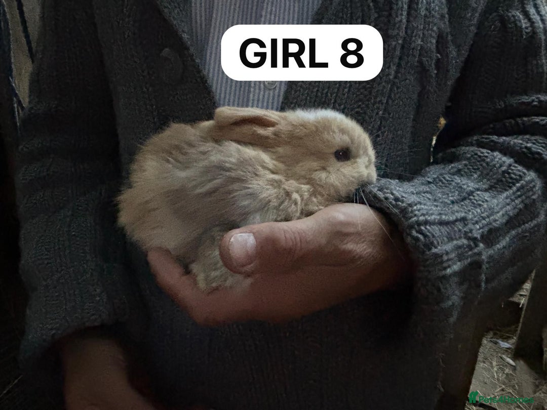 Mini Lop rabbits for sale: Friendly, Handled, Beautiful Baby Bunnies for Sale - Image 31