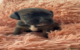 Mixed Breed dogs for sale: Gorgeous Patterdale x cocker spaniel  - Image 8