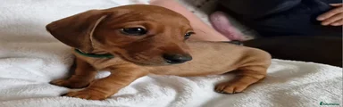 Miniature Dachshund 2