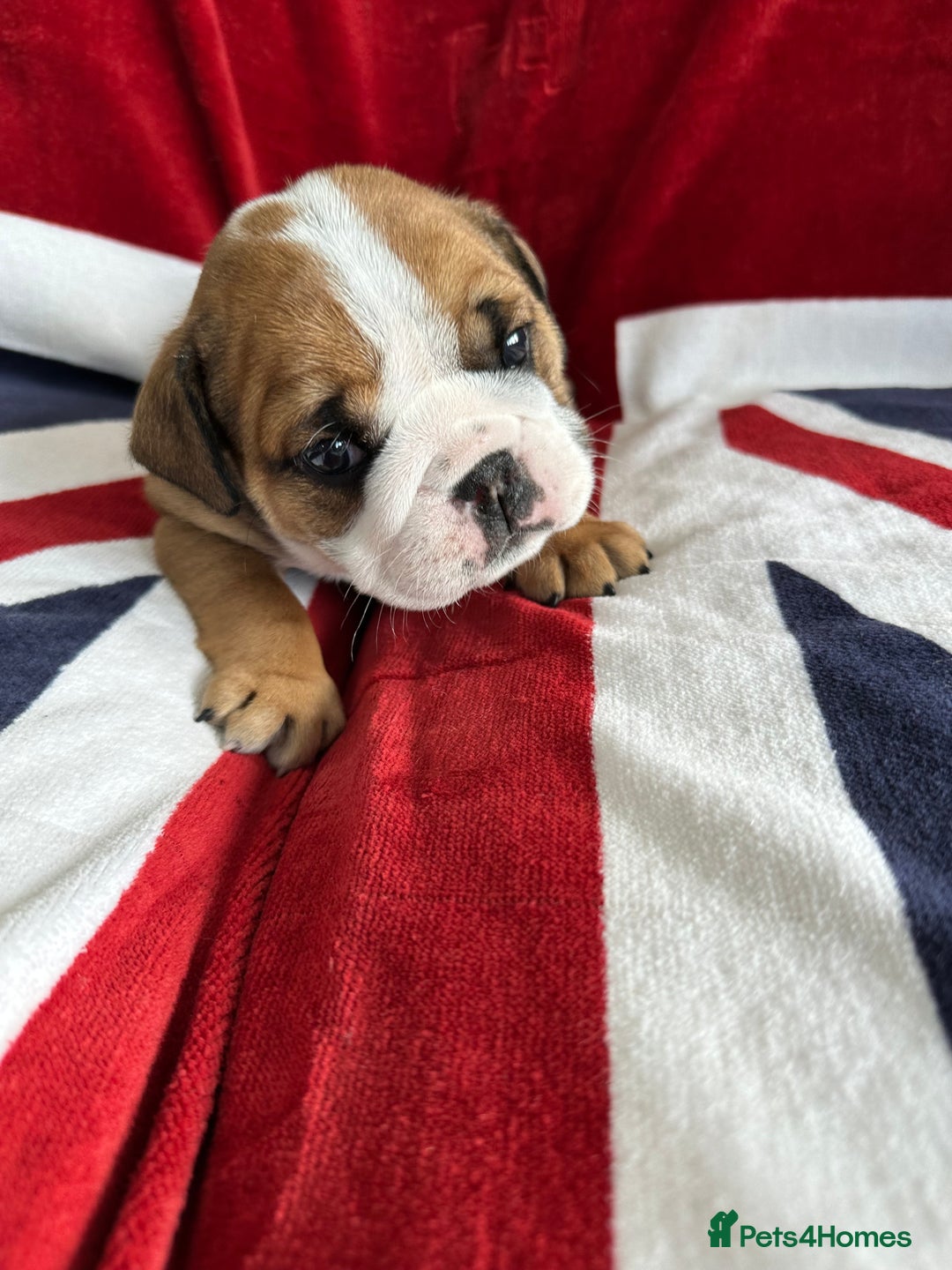 English Bulldog dogs for sale: KC REG AMAZING LITTER OF BRITISH BULLDOGS - Image 3