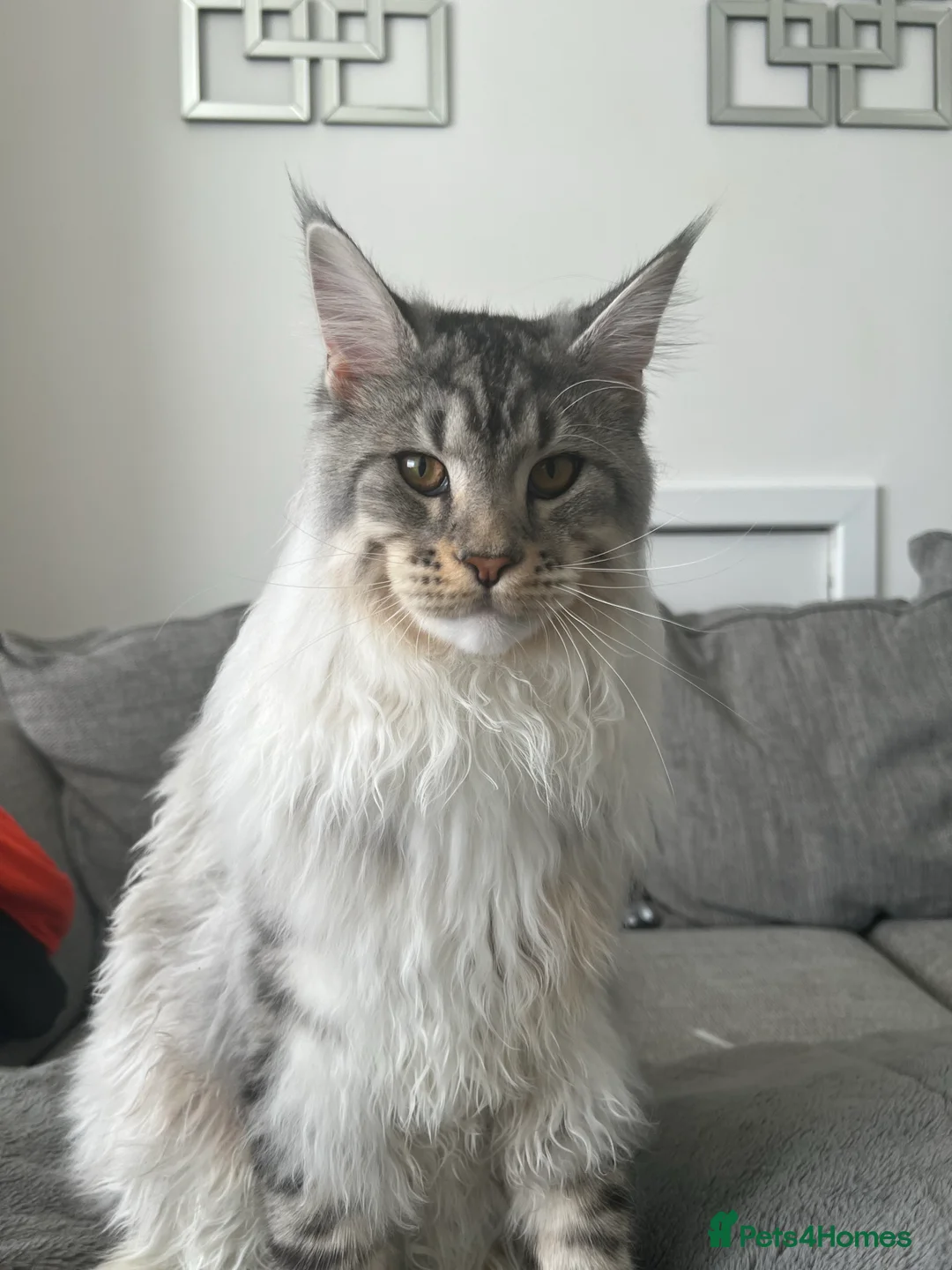 Maine Coon cats for stud: STUD ONLY Maine Coon boy Silver Blue Tabby in Glasgow - Advert 3