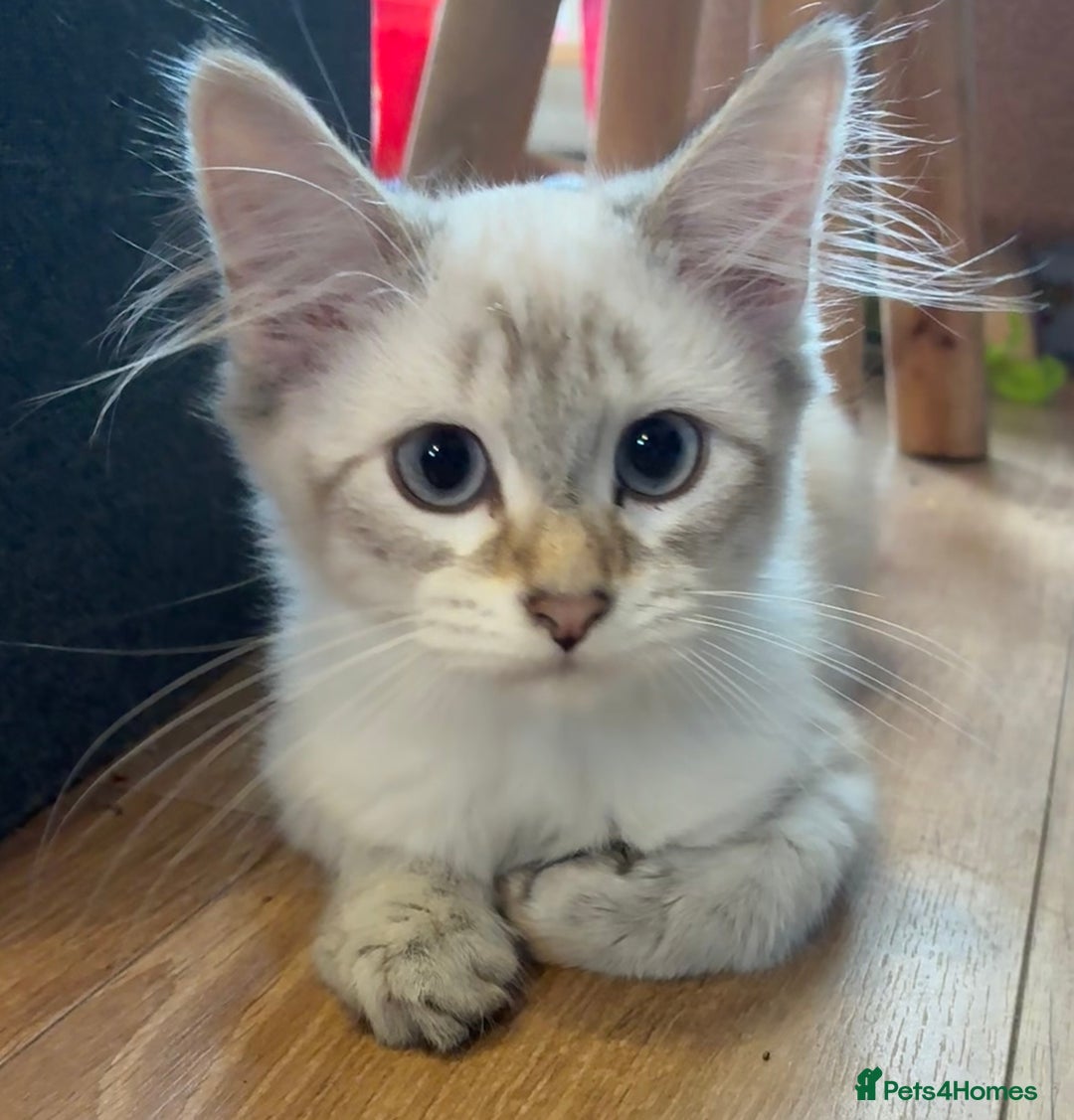 Siberian cats for sale: Affectionate Siberian Kitten - Image 7