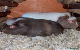 Guinea Pig rodents for sale: Baby Crested Guinea Pigs - Image 9